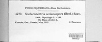 Scoleconectria scolecospora image